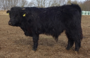 Miniaturansicht für das Anzeigenbild