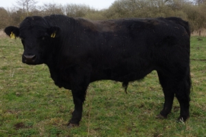 Miniaturansicht für das Anzeigenbild