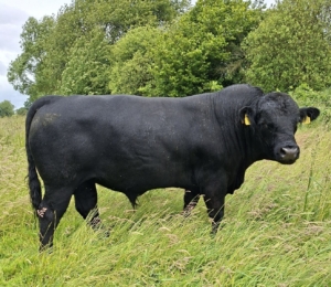 Miniaturansicht für das Anzeigenbild