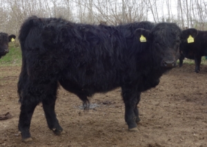 Miniaturansicht für das Anzeigenbild