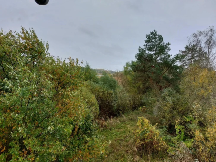 Teichlandschaft