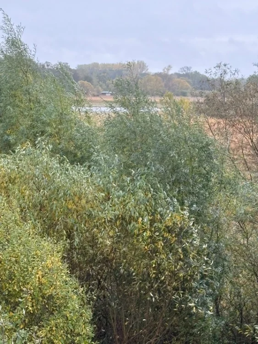 Teichlandschaft