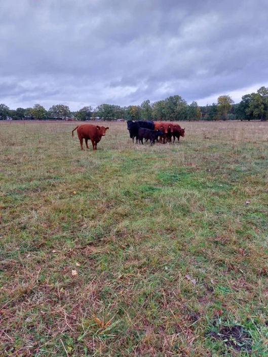 Welsh Black Kuh Mit Kalb Und Red Angus